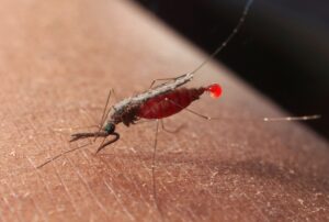 Malaria