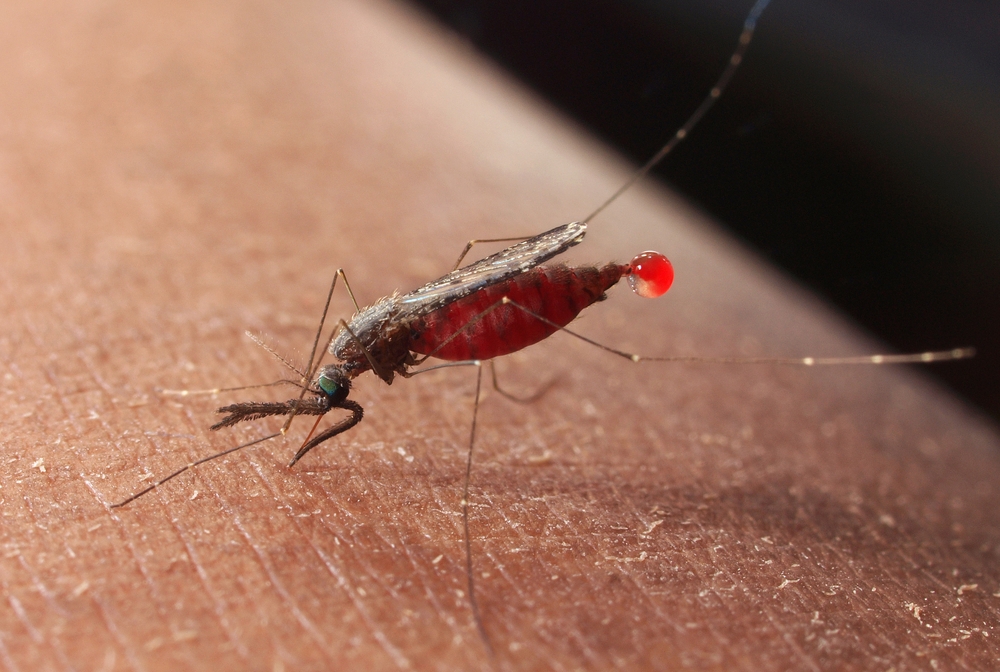 Malaria